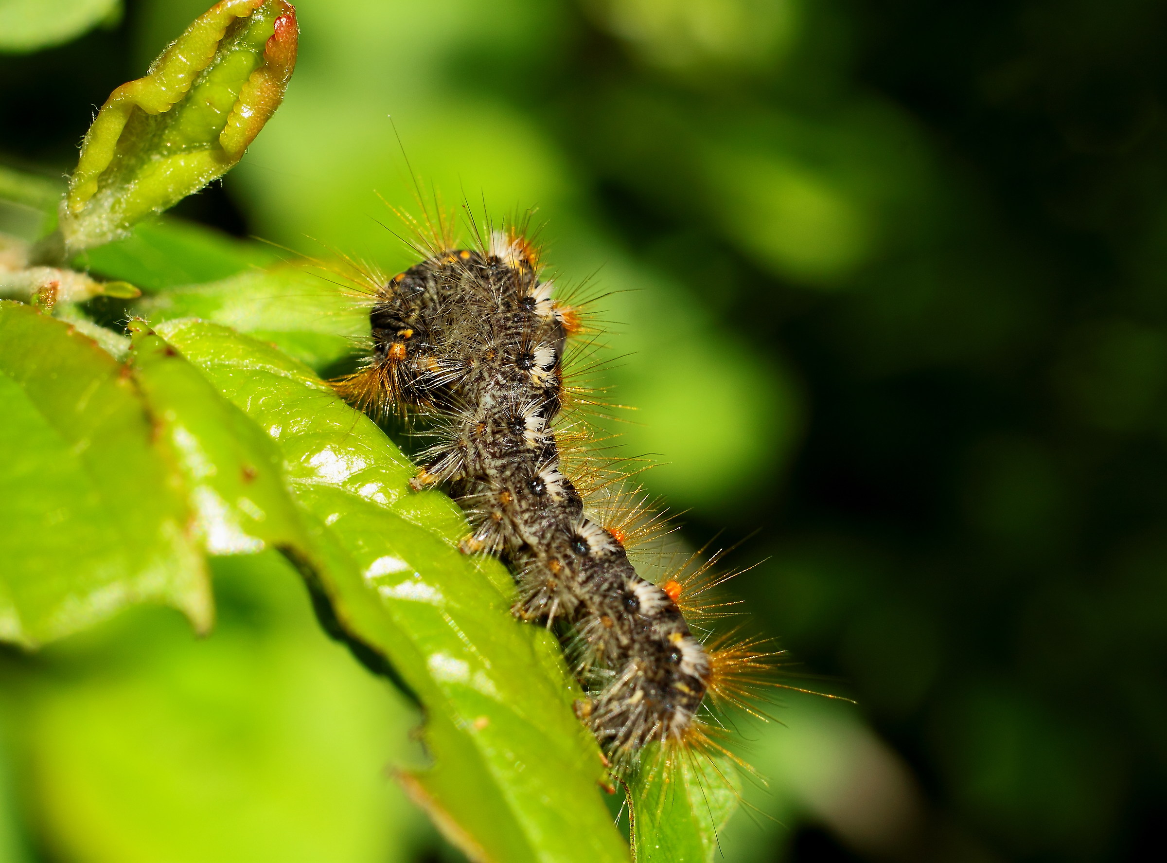 Euprottide moth caterpillar or from brown belly