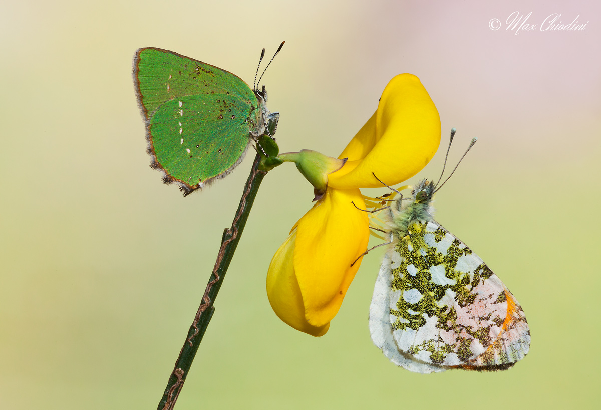 A strange green leaf