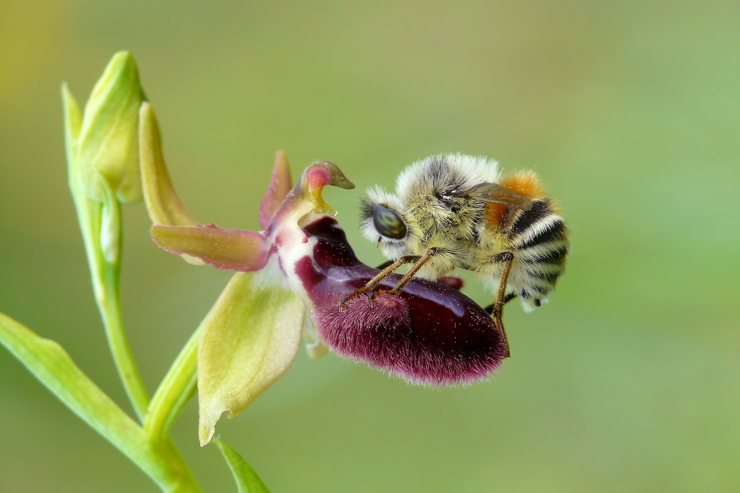 Ophrys incubacea