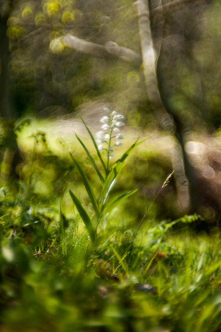 Cephalantera longipholia