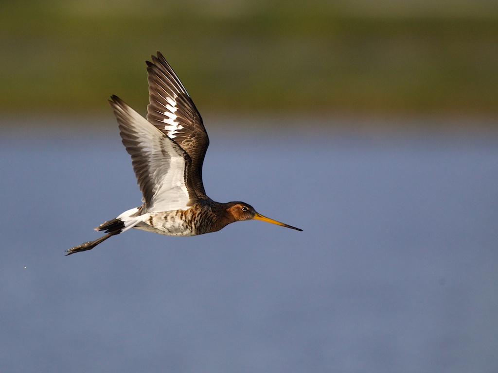 Godwit