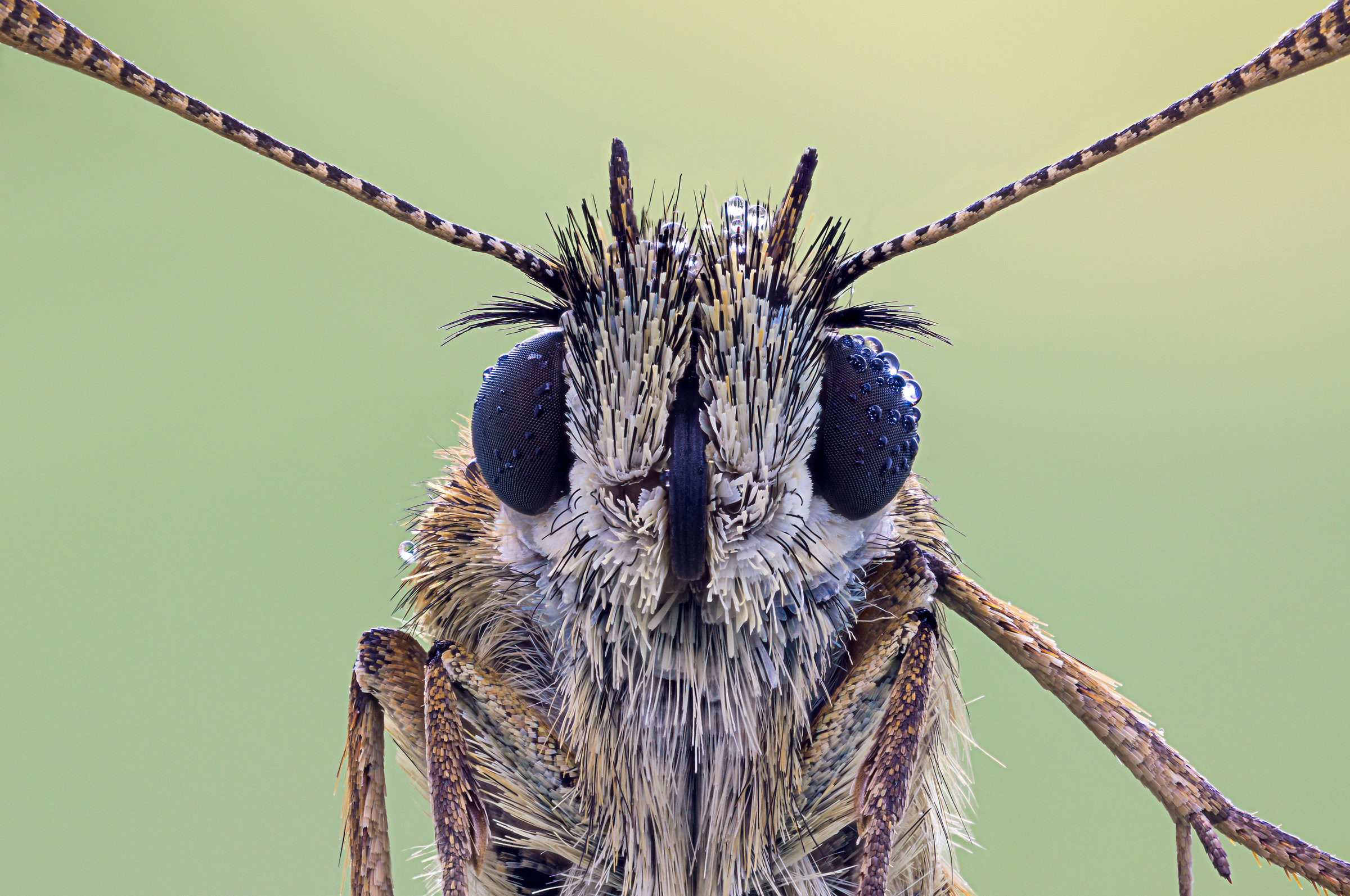 Thymelicus silvestris ritratto