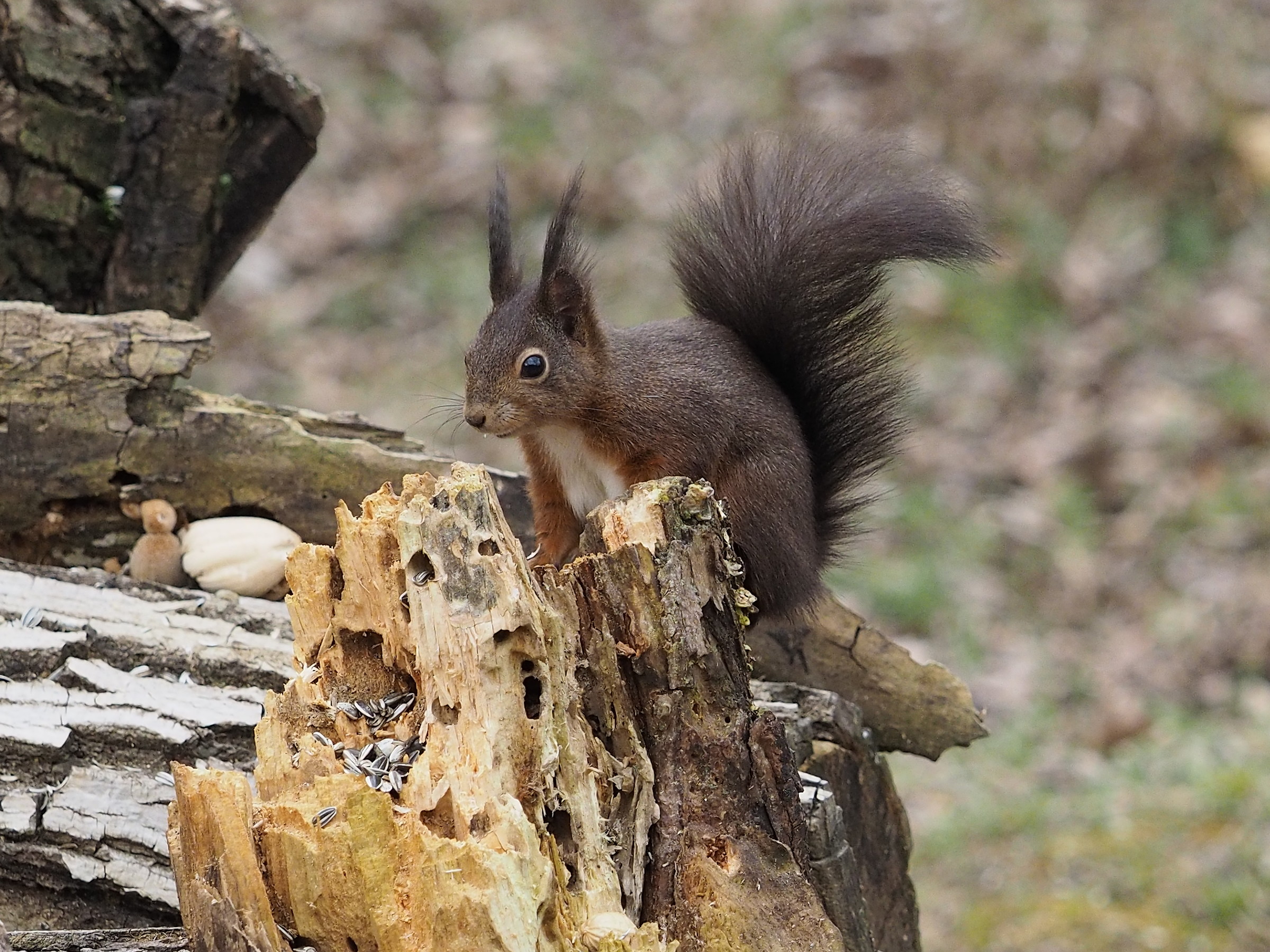 Scoiattolo  Oasi San Daniele