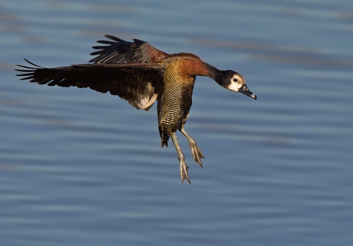 Whitefaced Duck - ABS