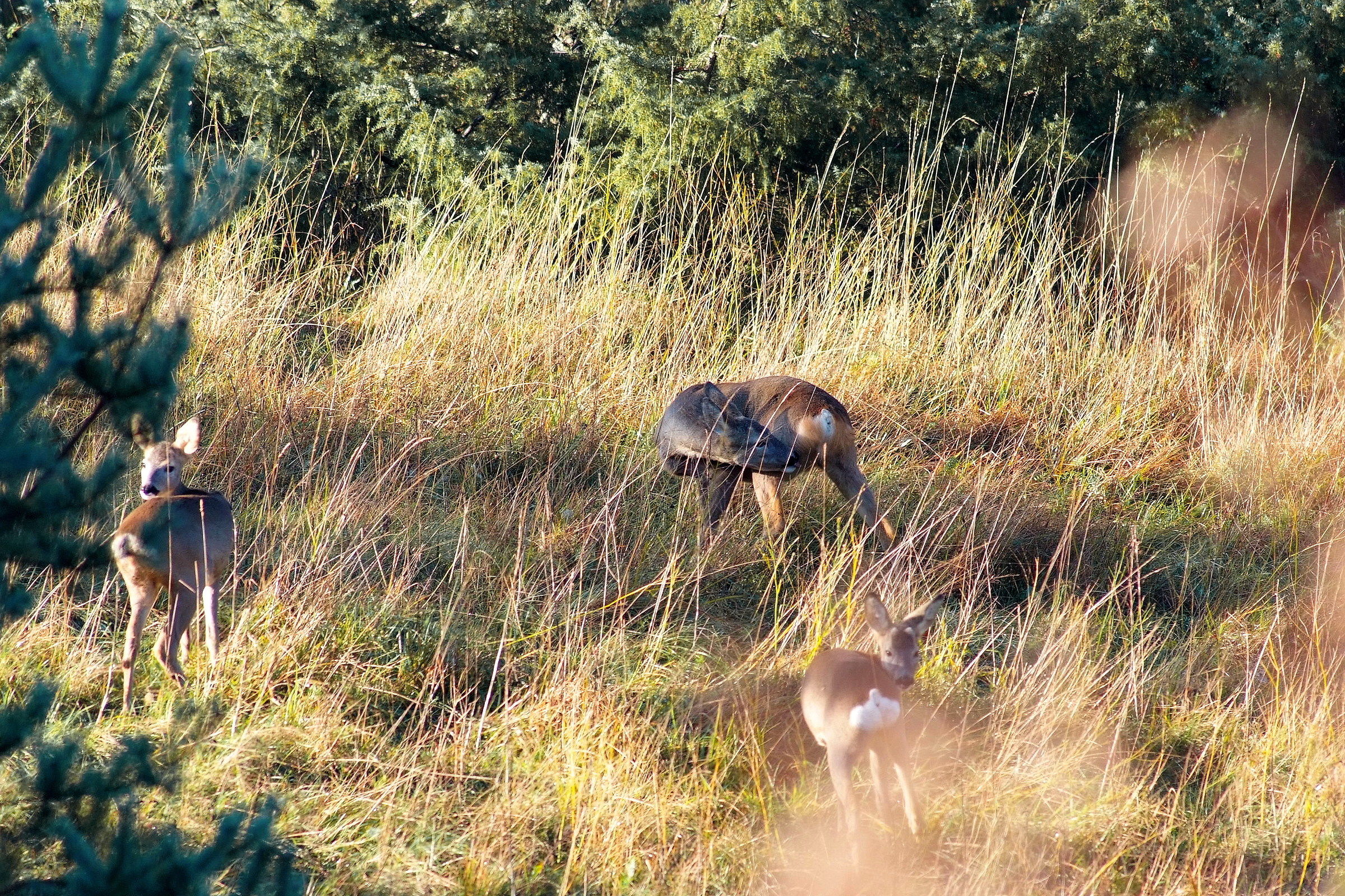 La mattina presto  sulla  radura