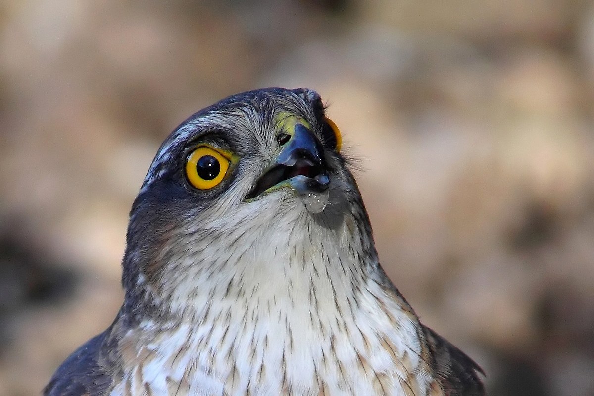 if there is the drop is .......