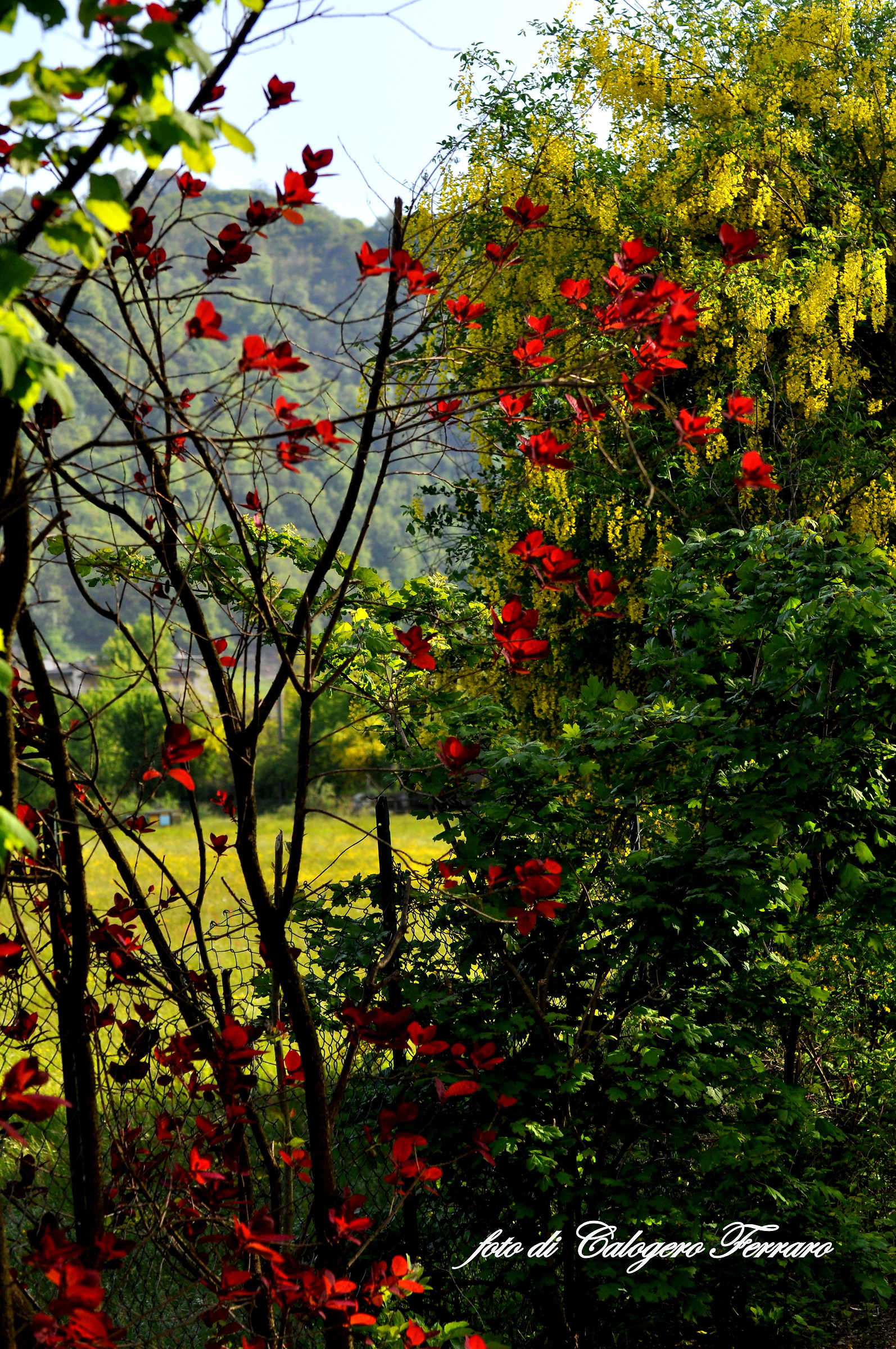 The colors of the King Bay