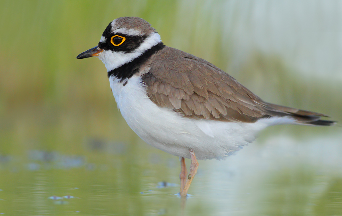 little Ringed Plover