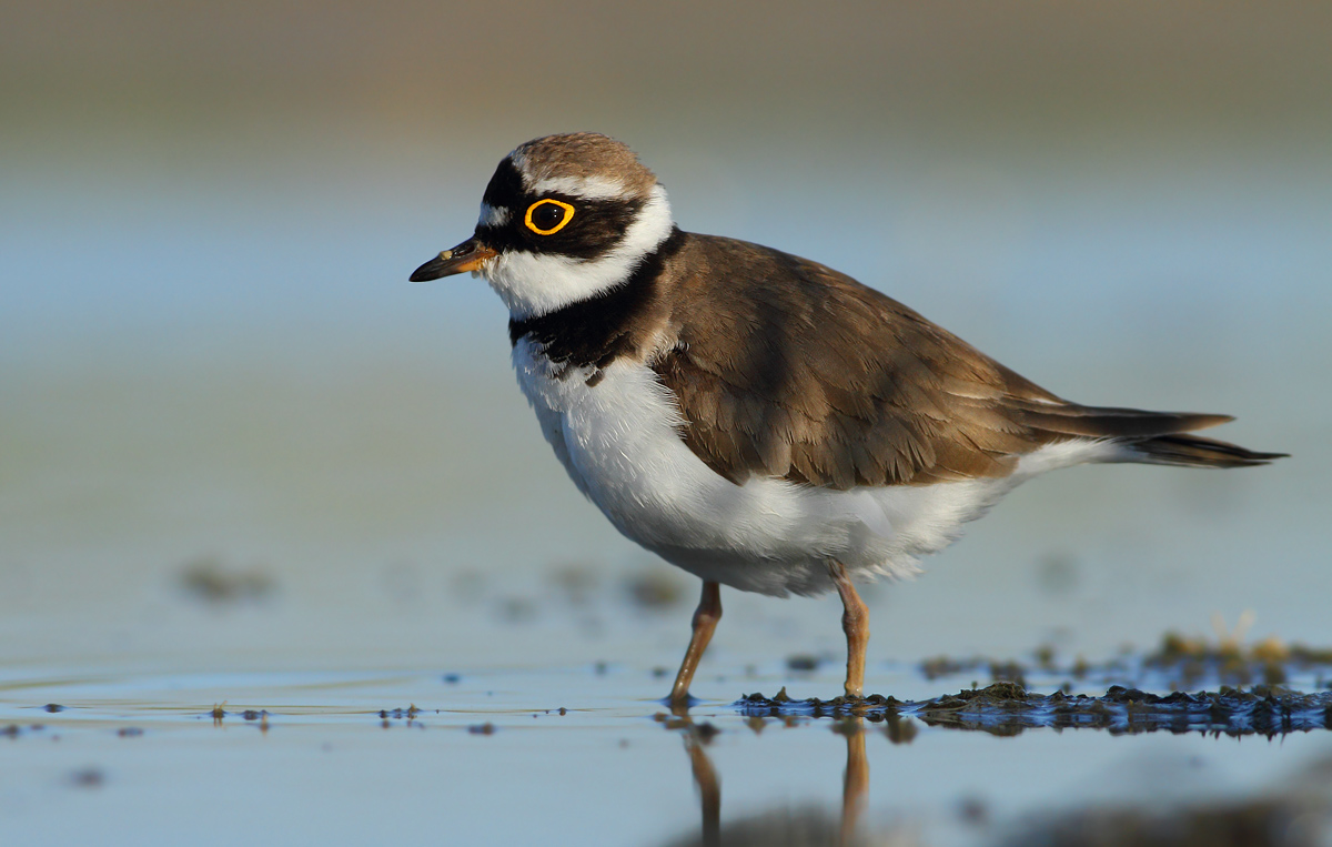 little Ringed Plover