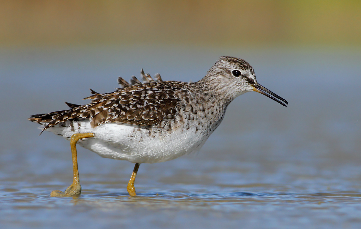 Wood Sandpiper
