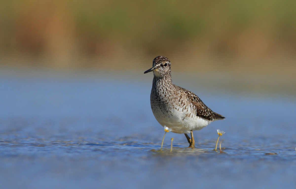 Wood Sandpiper