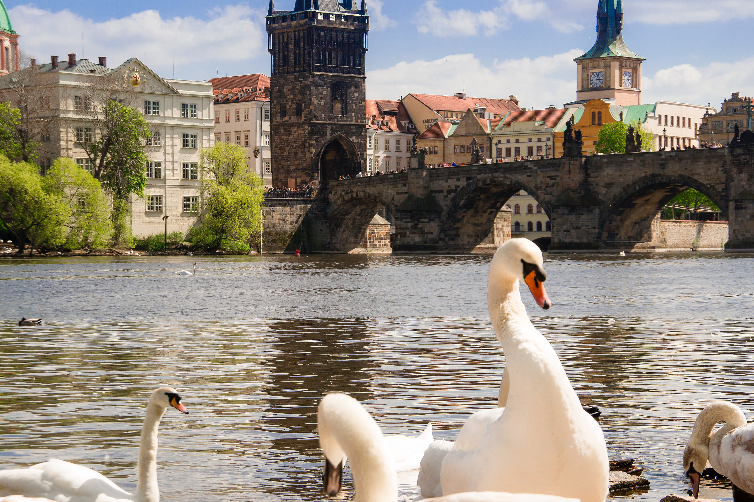 Swan in Prague