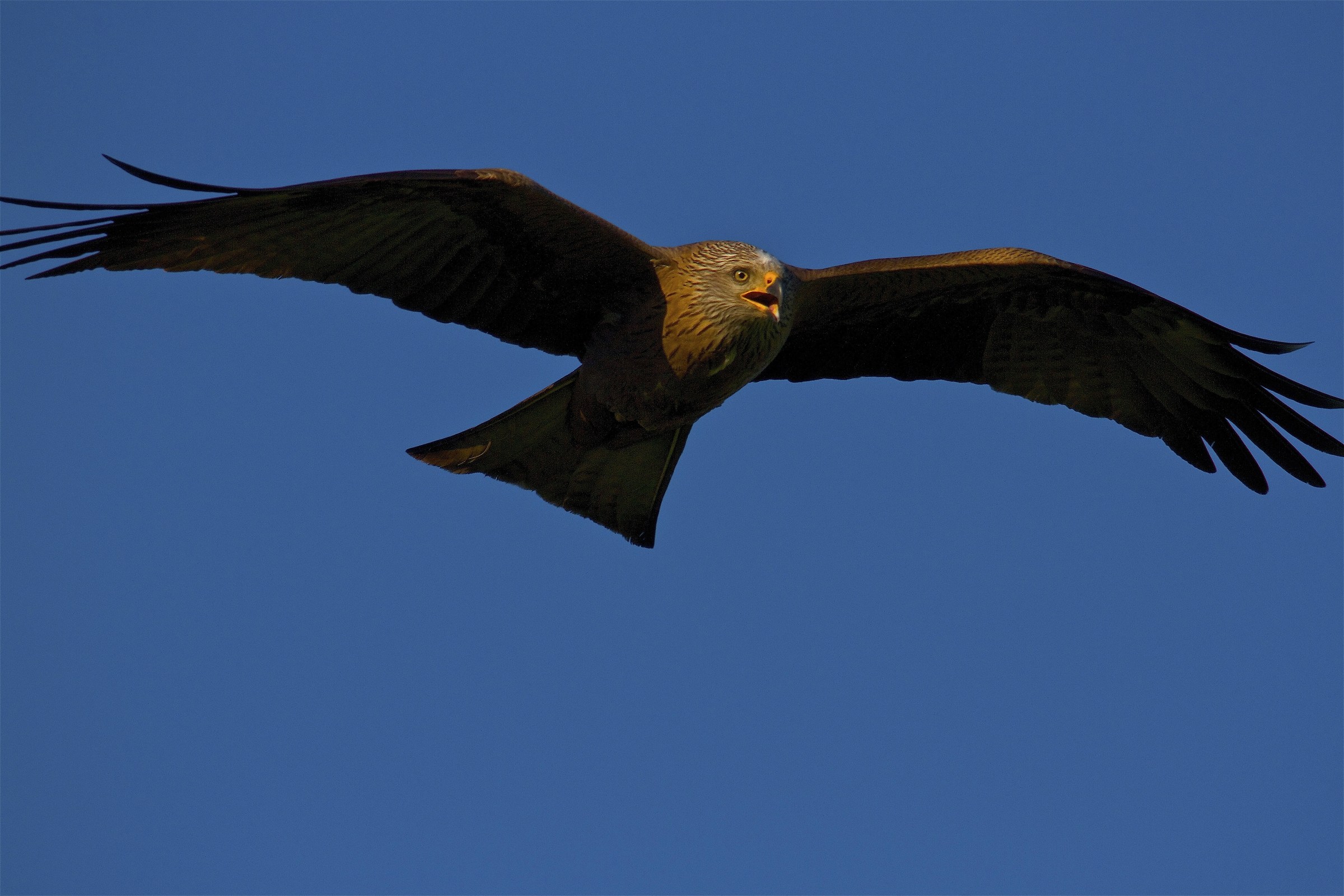 Bruno, where are you going?