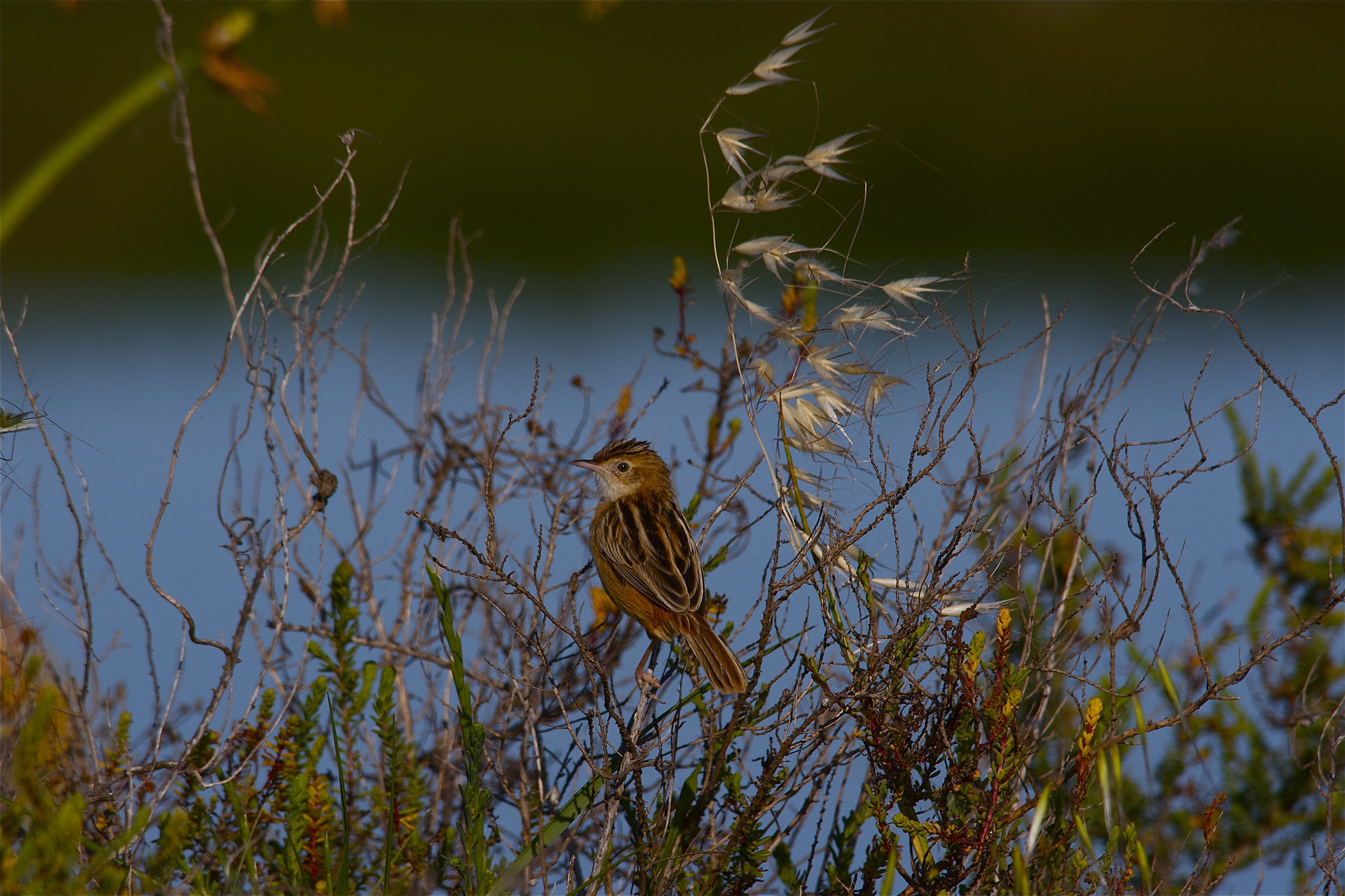 the reign of the little king