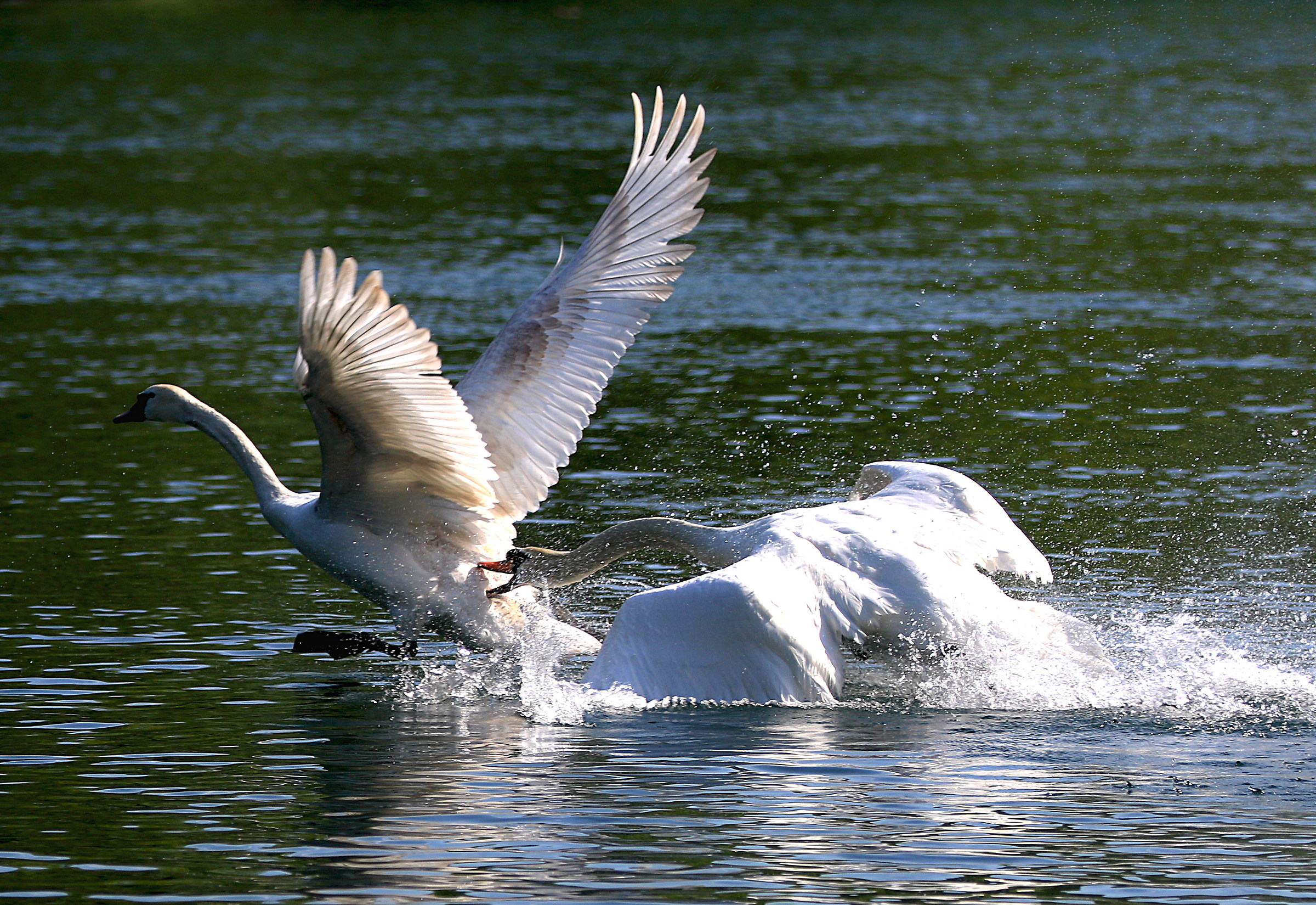 Attack on the invader swan.