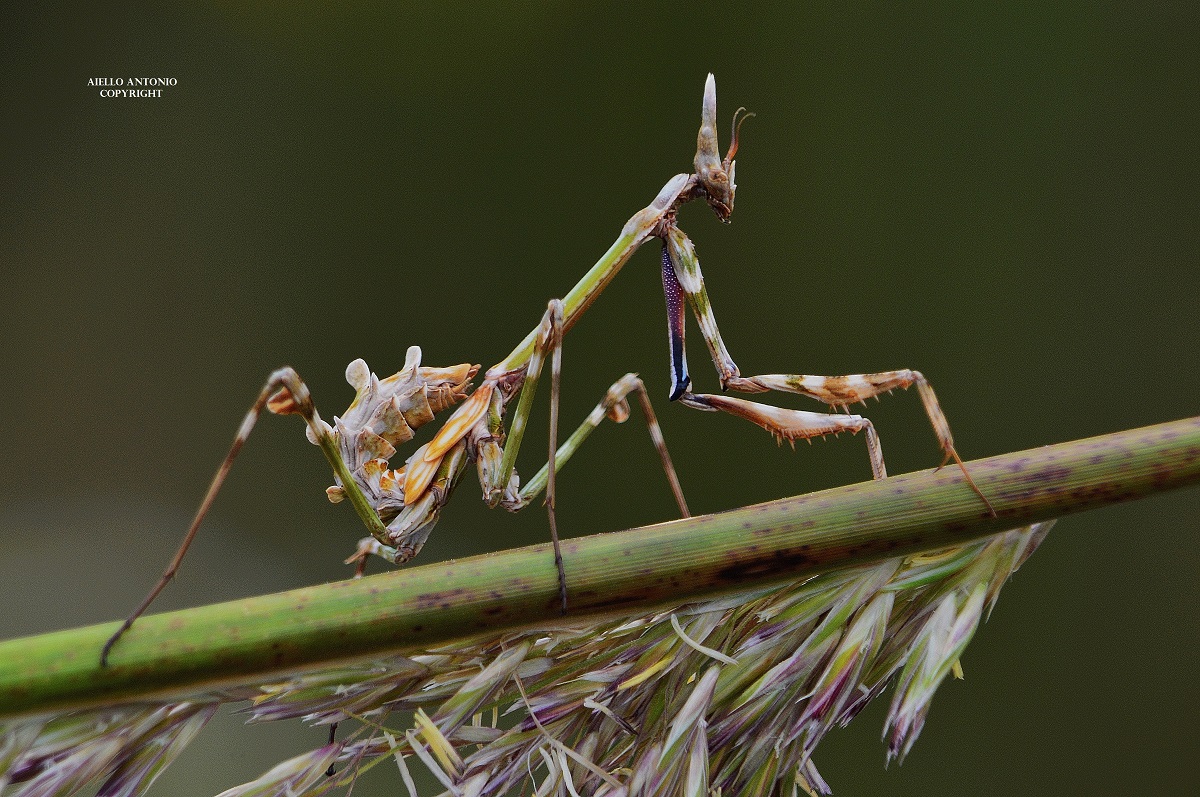 Empusa pennata