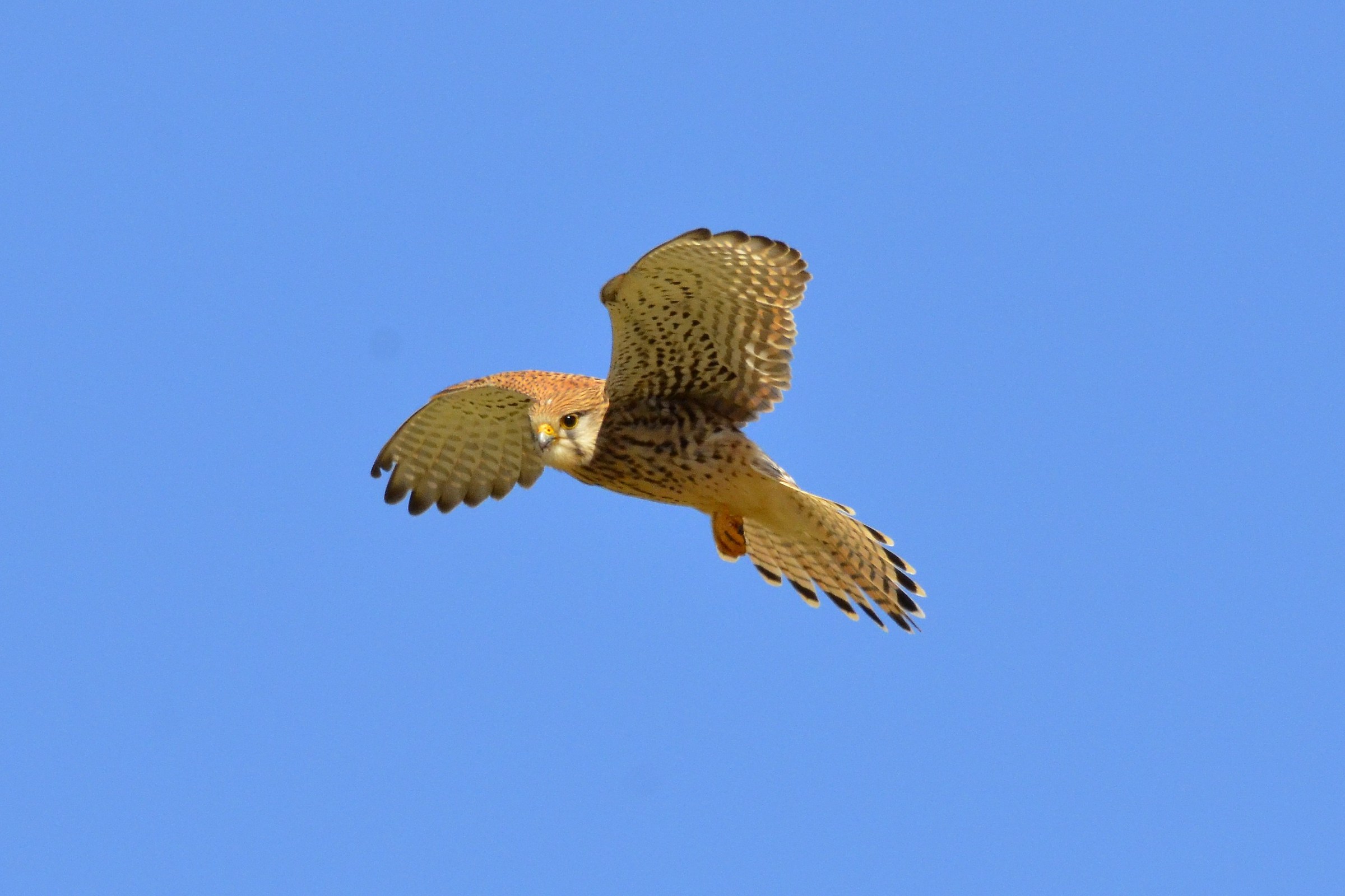 gheppio (spirito santo)