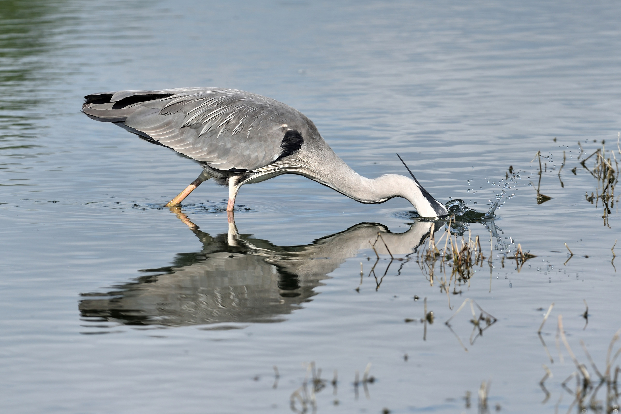 Airone cenerino a pesca
