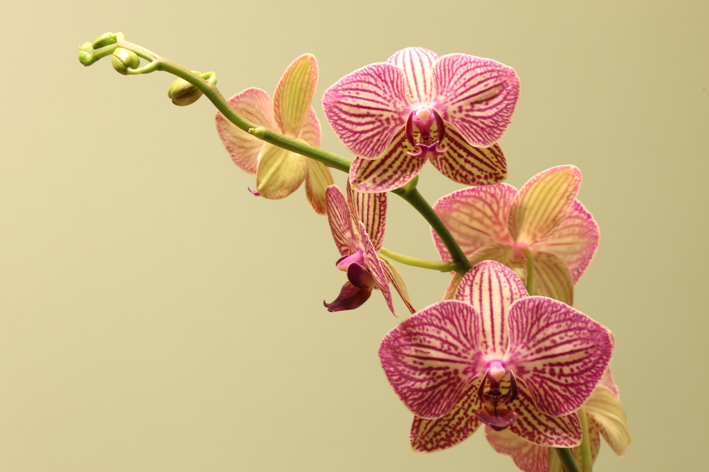 Orchidea di giorno