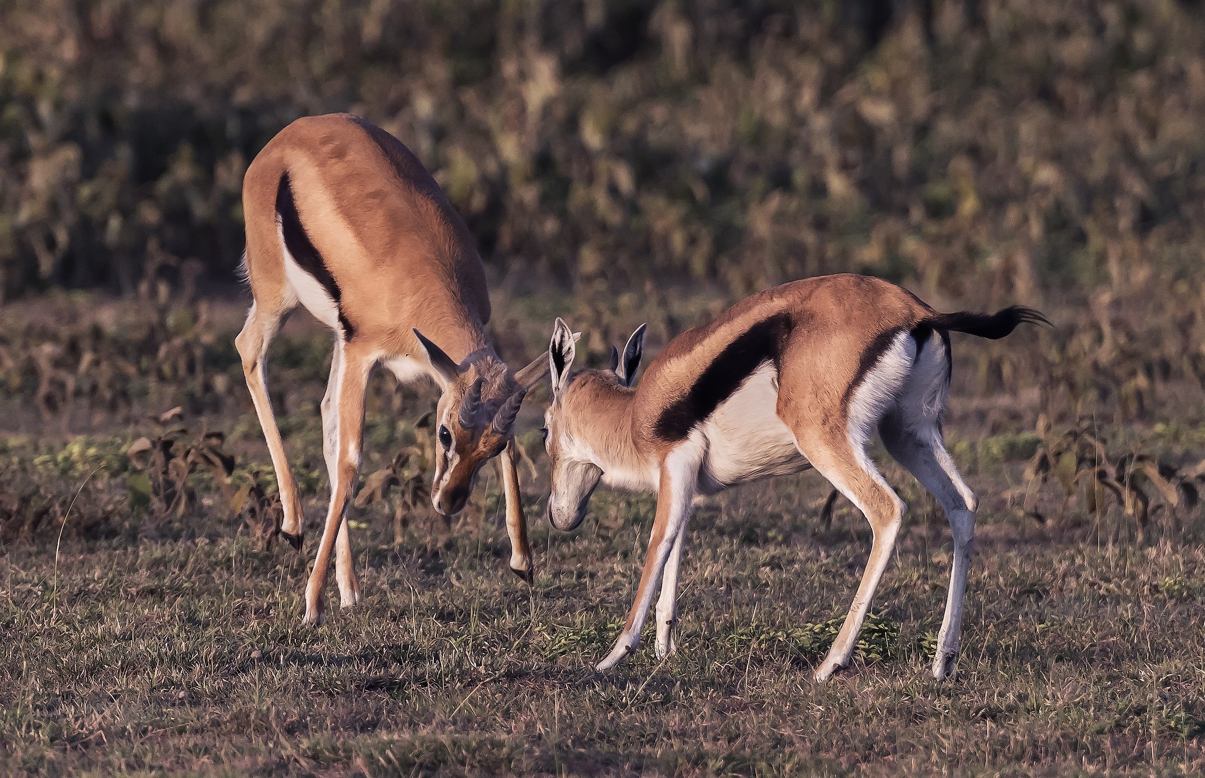 Tanzania 2016 - Contese