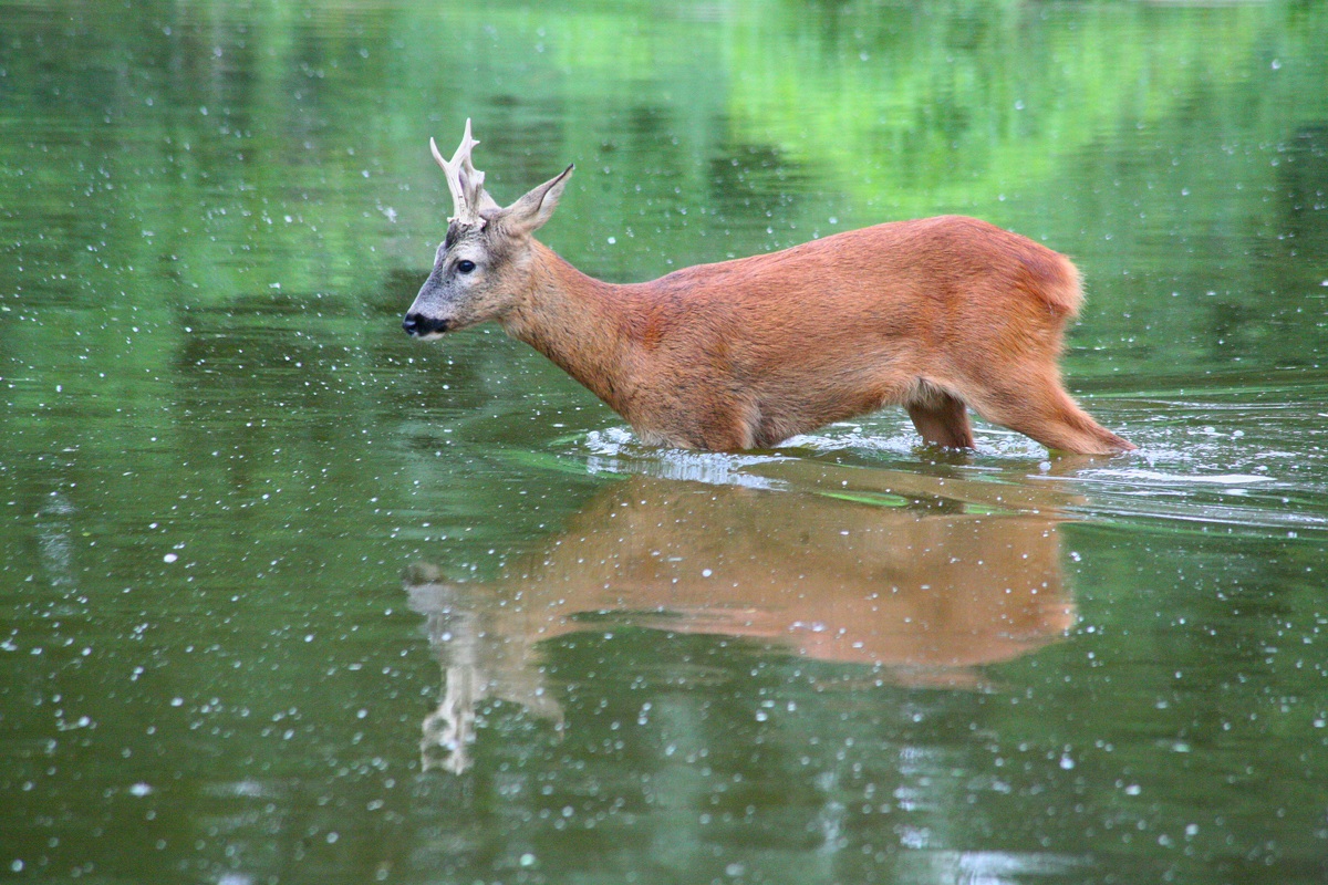 deer - Capreolus capreolus
