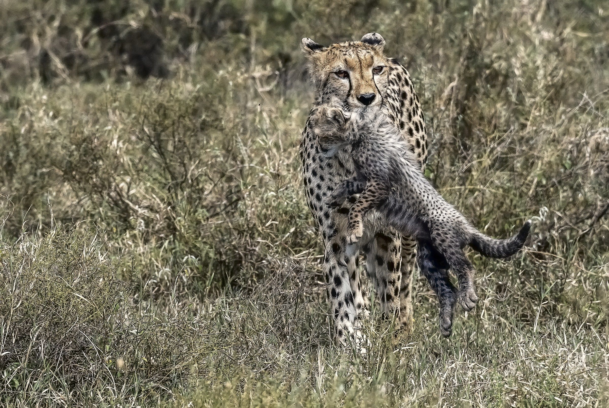 Tanzania 2016 - Mamma Ghepardo