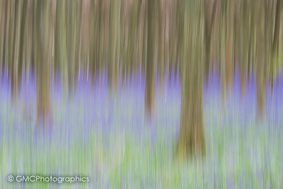 Blue bell impressions III