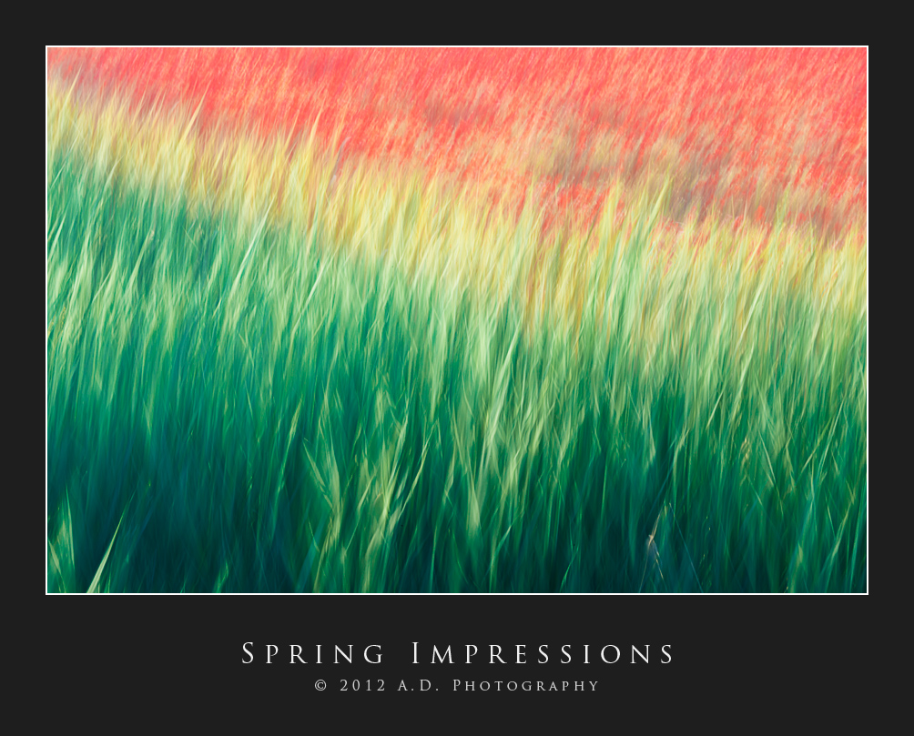 Spring Impressions