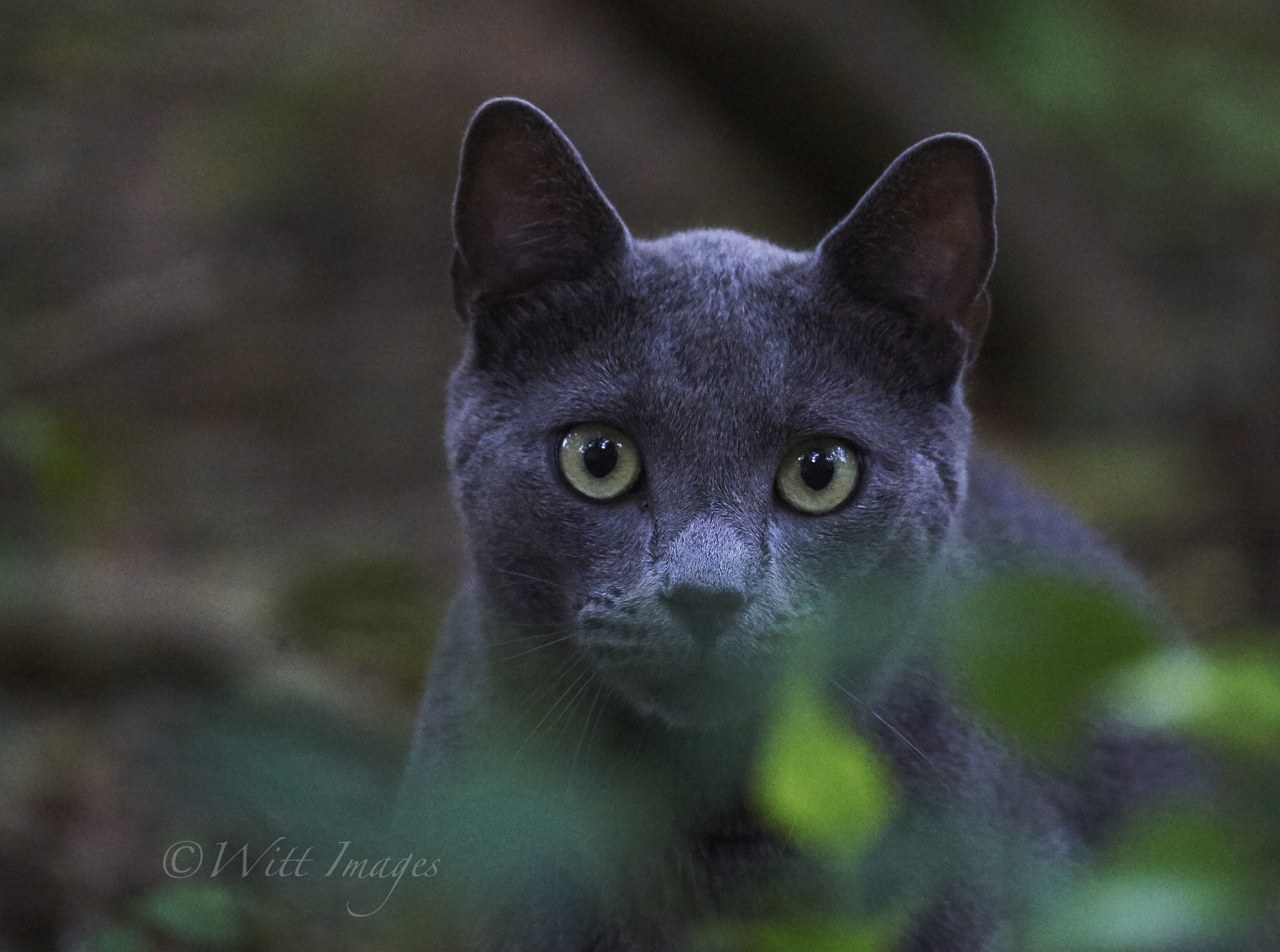 Wild cat in the forest