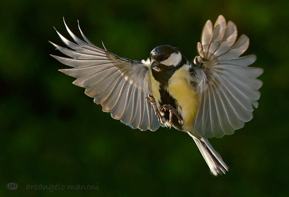 Il miracolo del volo