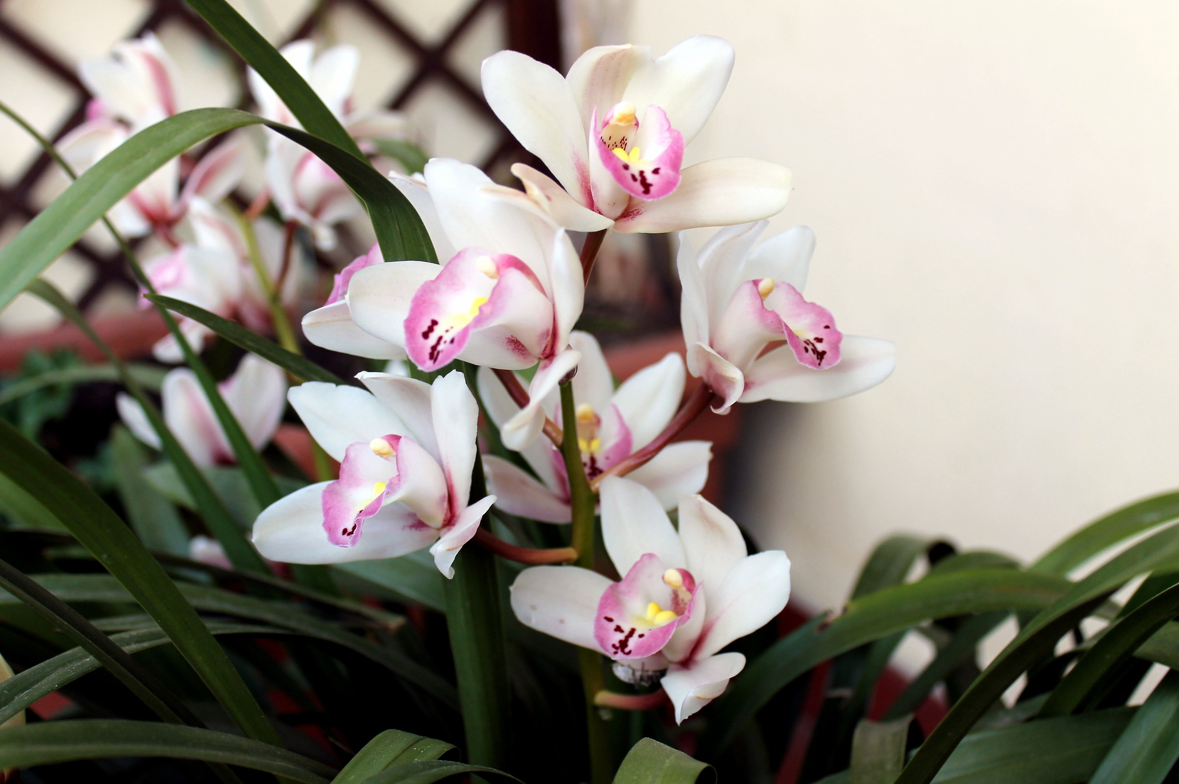 Orchidee precoci