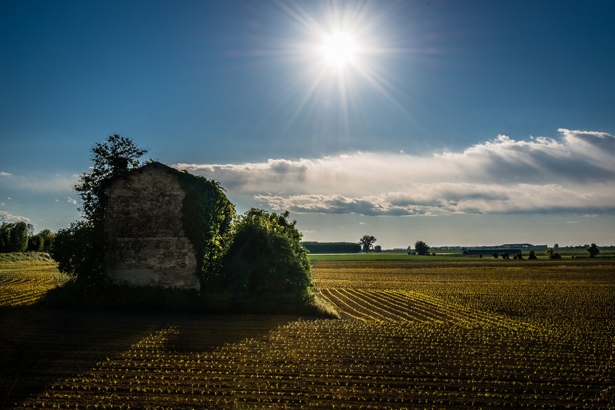 Spuntano i primi germogli