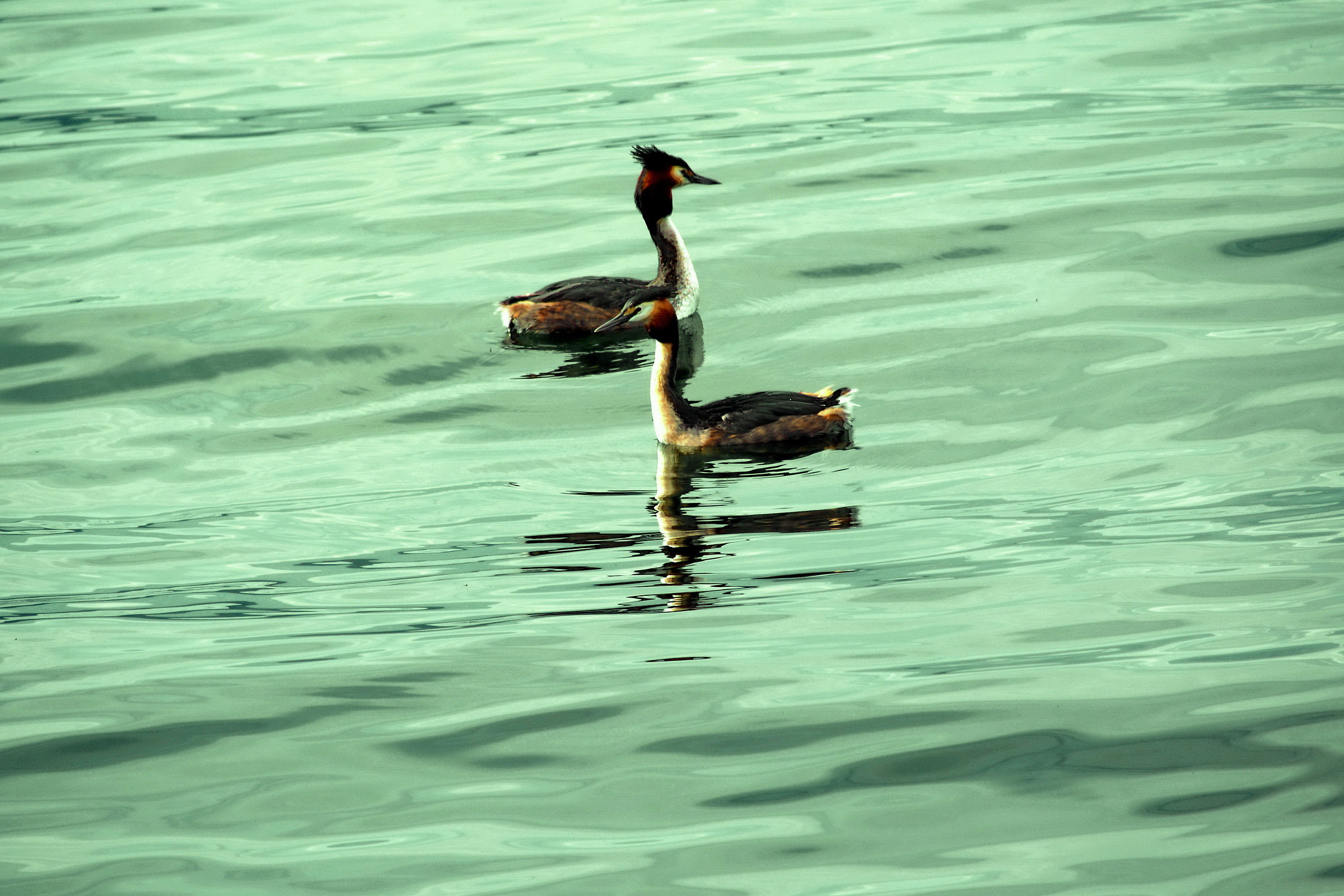 grebe (who comes and who goes)