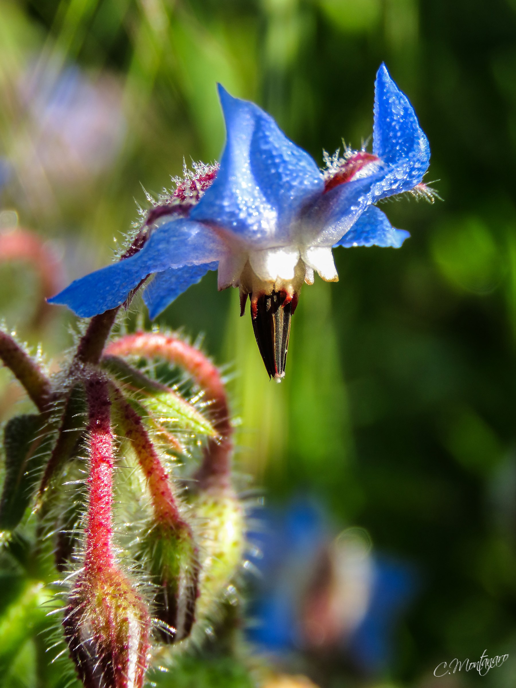Borago officinalis L.
