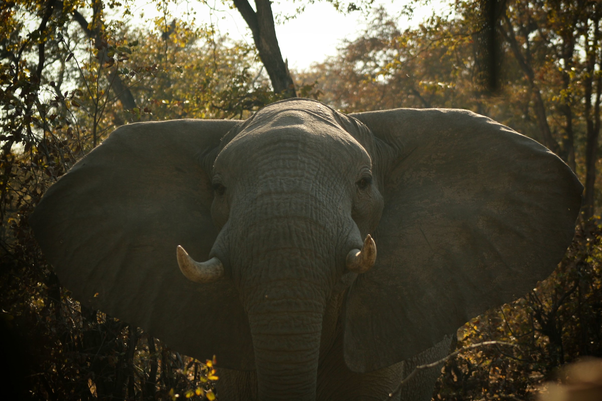 Botswana - Suddenly an elephant