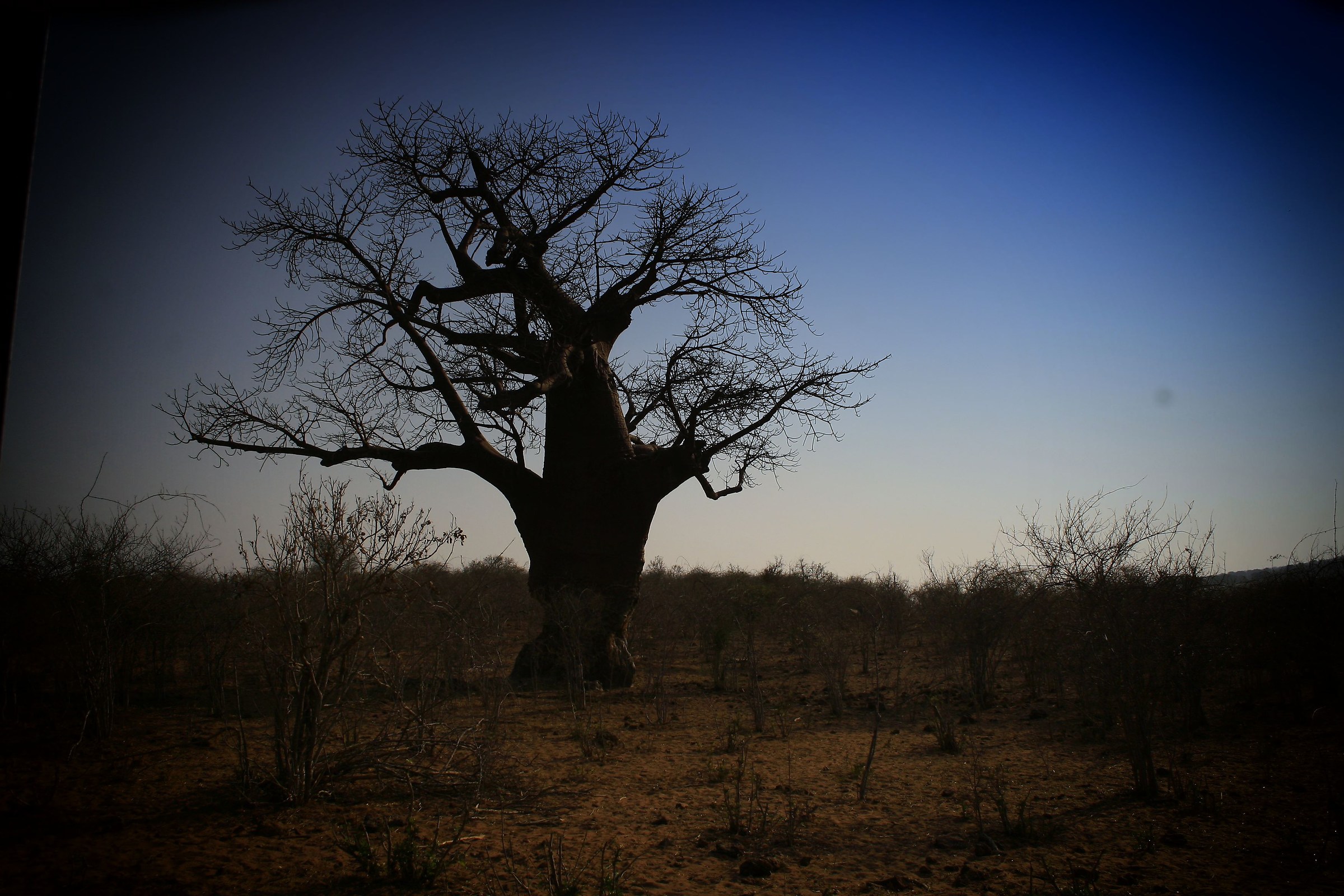 Botswana- Baobab