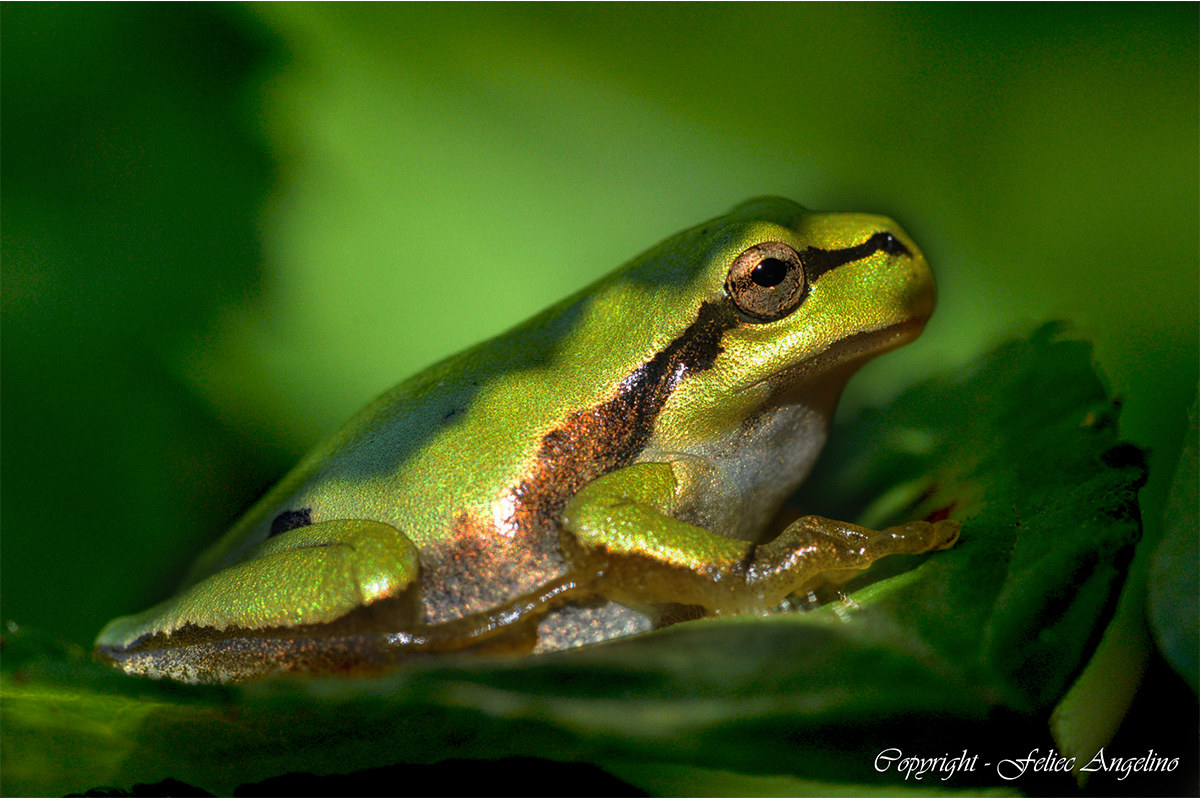 treefrog