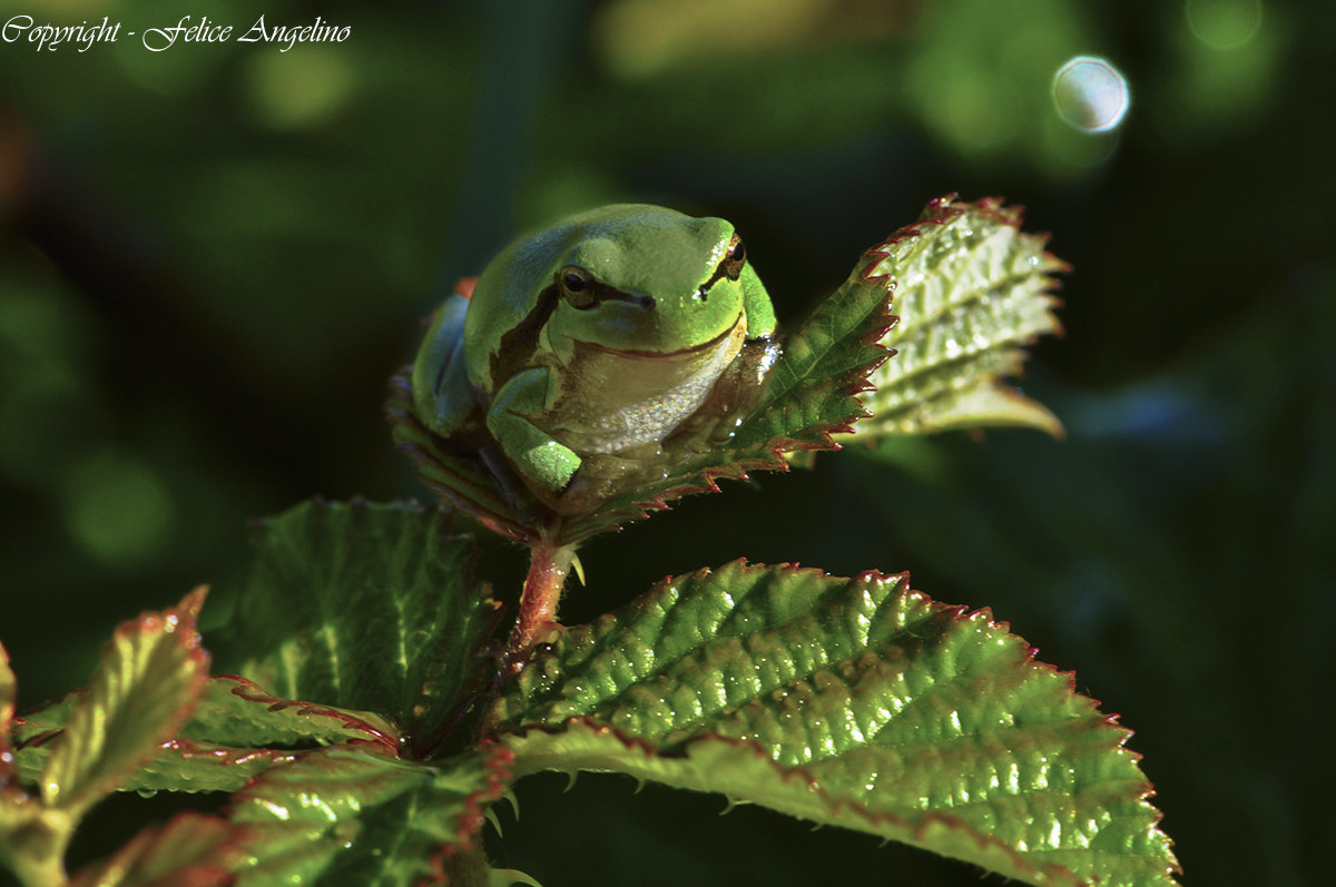 treefrog