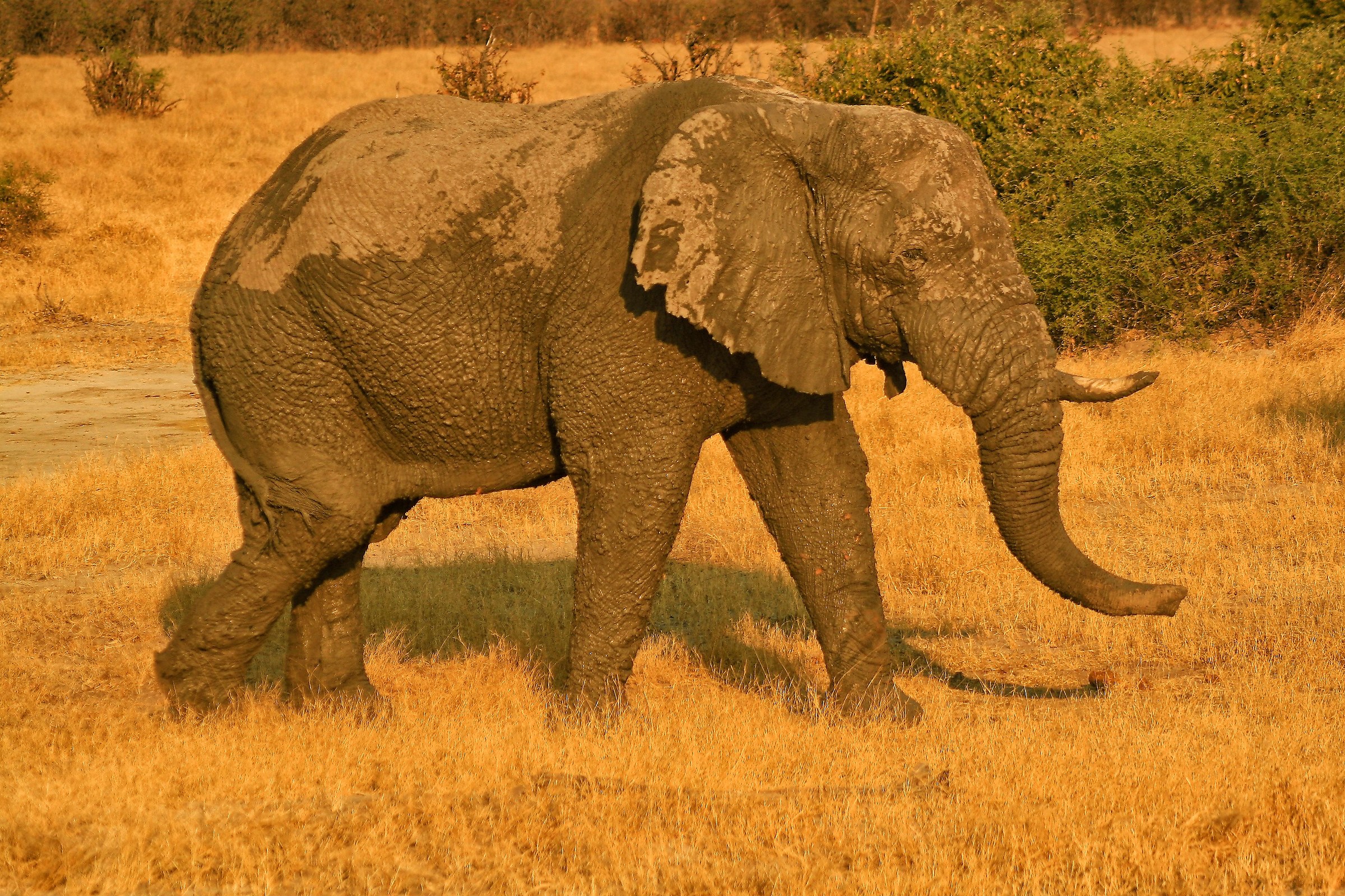 Botswana - Elephant
