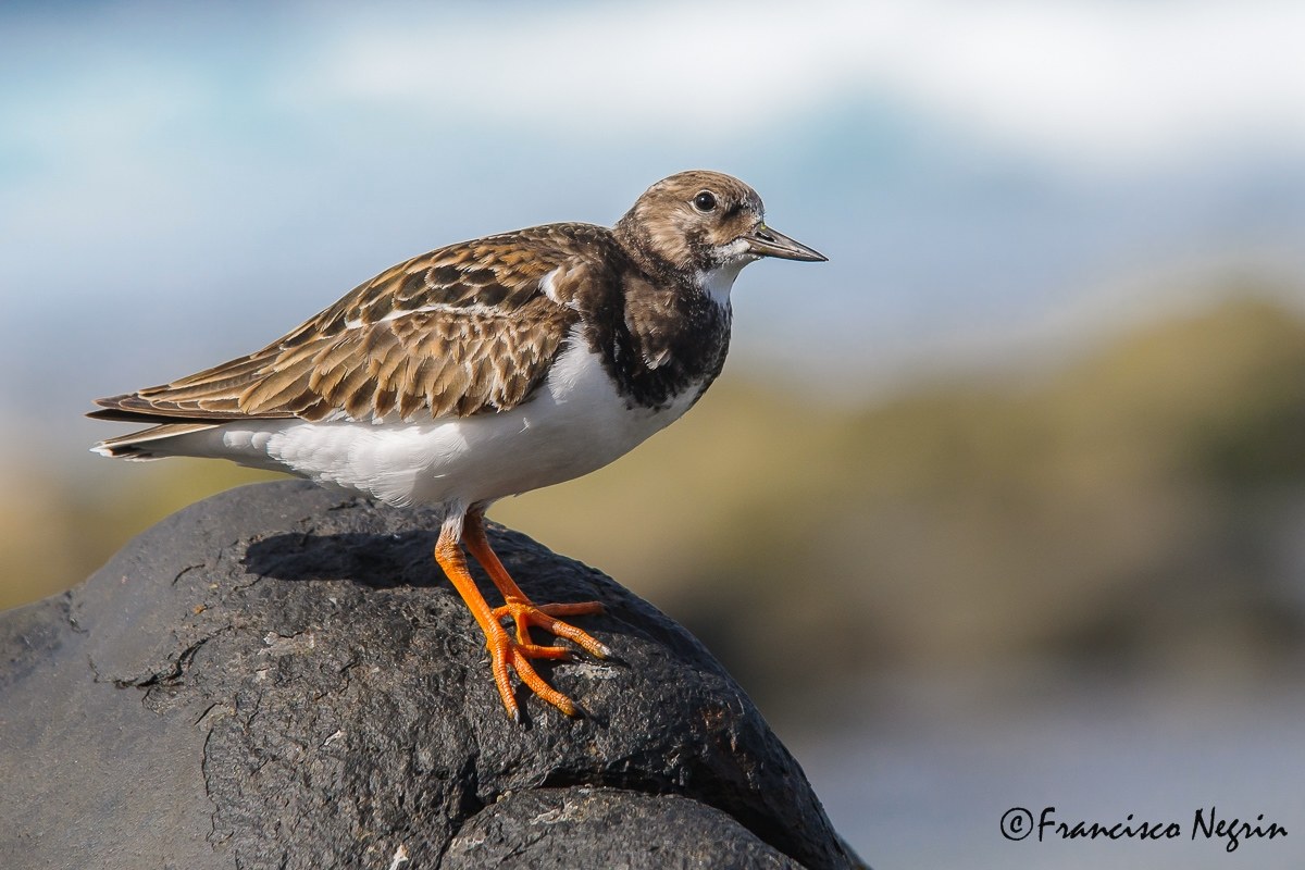 Turnstone.