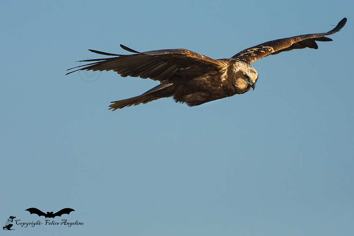 Marsh harrier