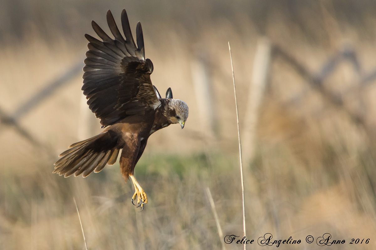Marsh harrier