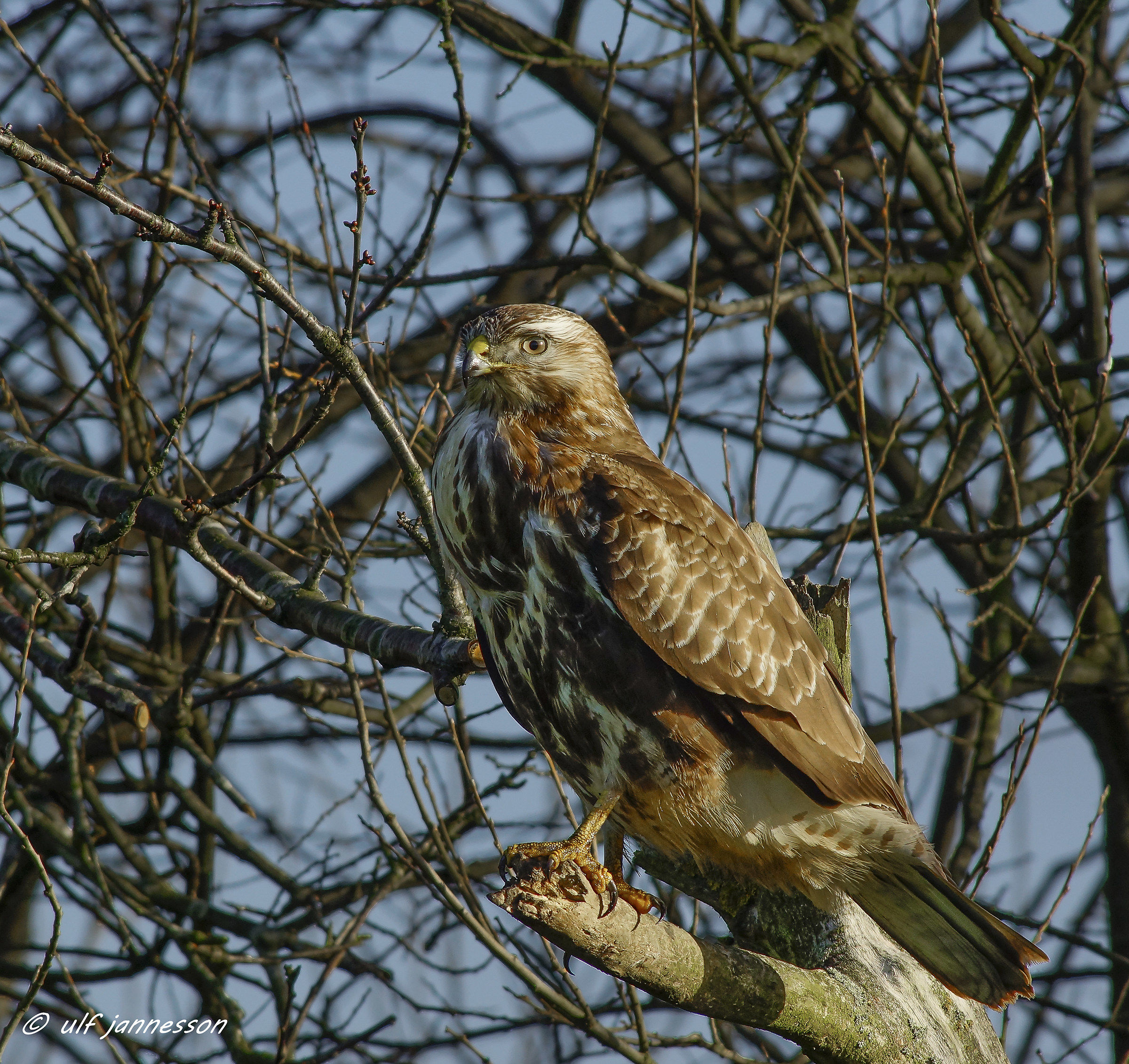 Buzzard in profile image
