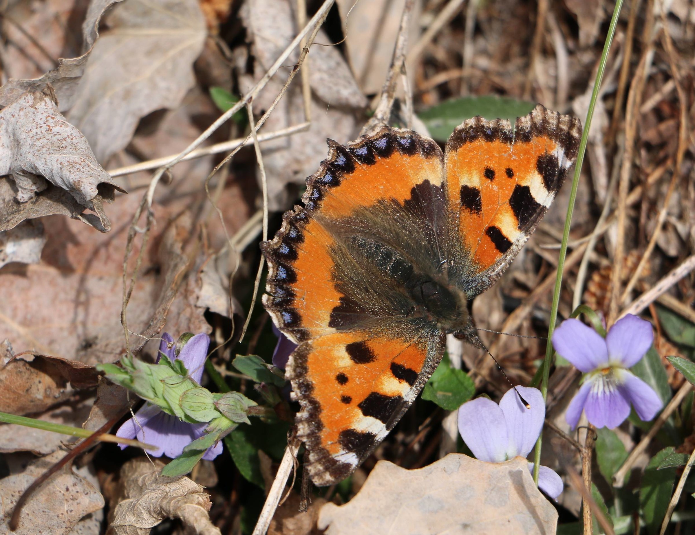 Farfalla in Val Aurina