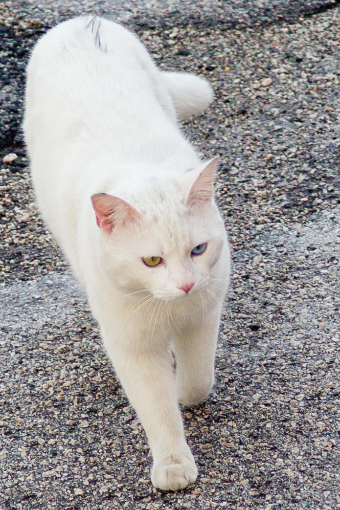 ... Colorful, but different !!!