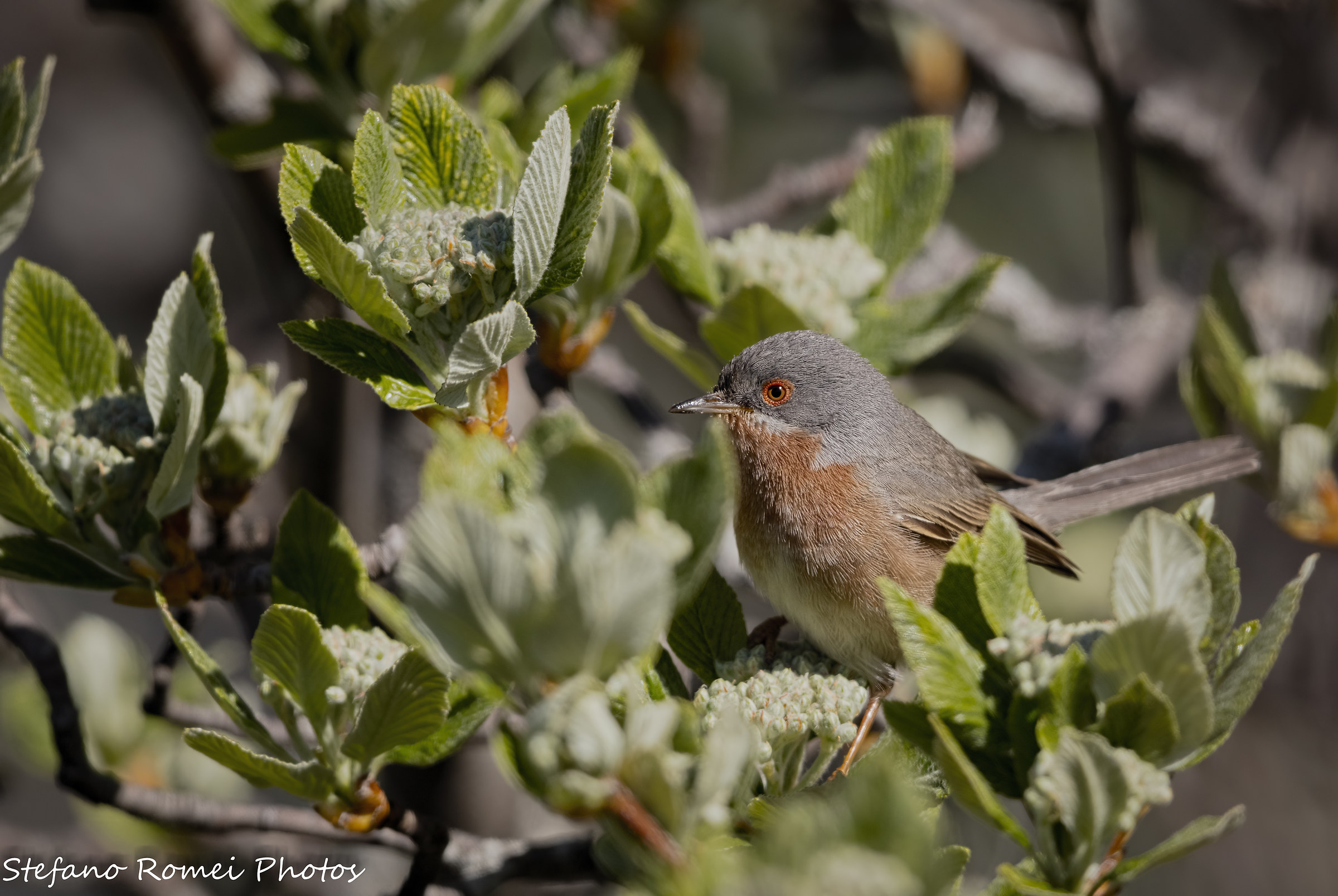 subalpine warbler