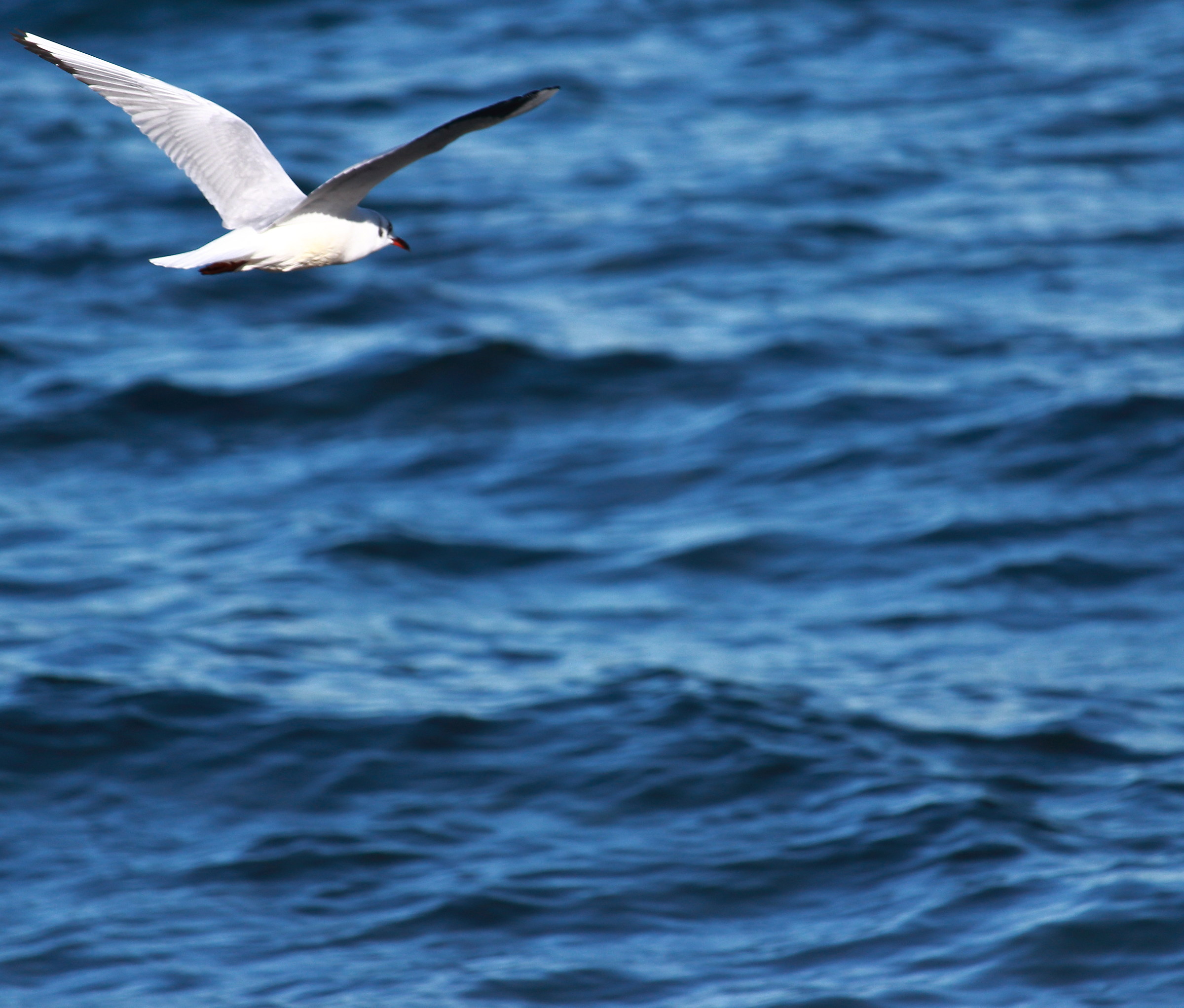 il volo del gabbiano