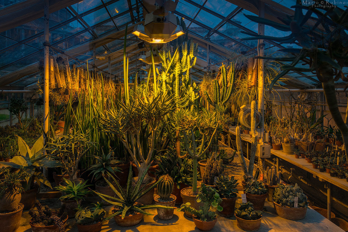 Botanical garden, greenhouse Cactus