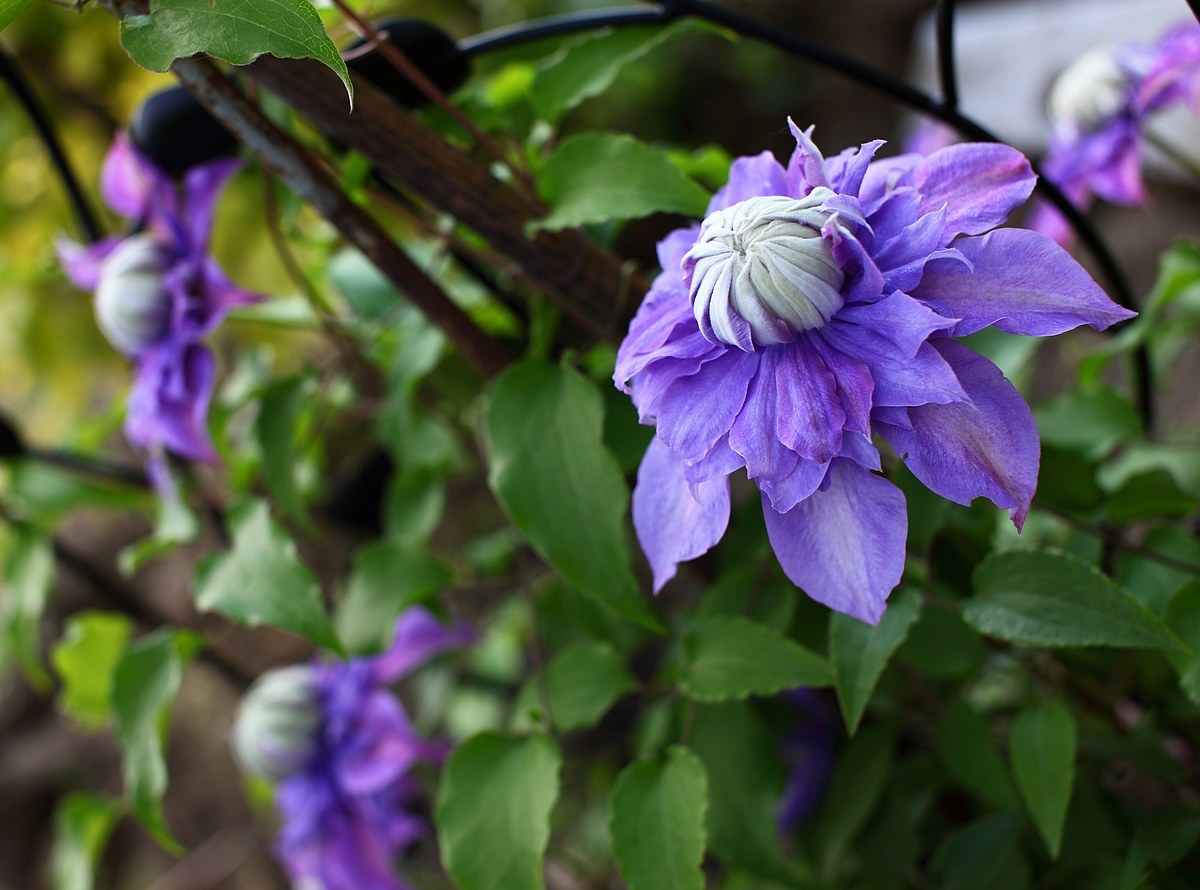 Clematis