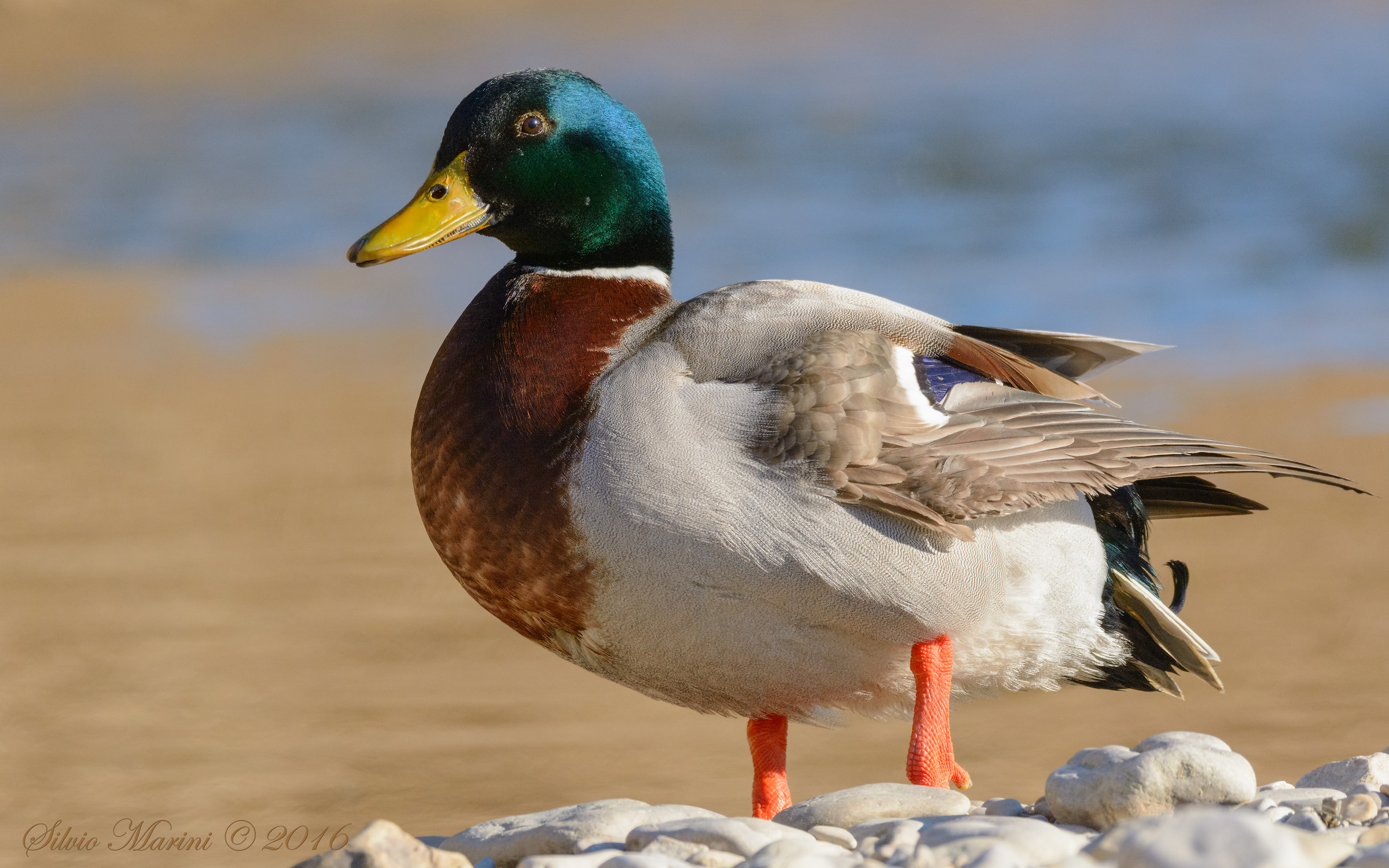 Germano reale (Anas platyrhynchos)